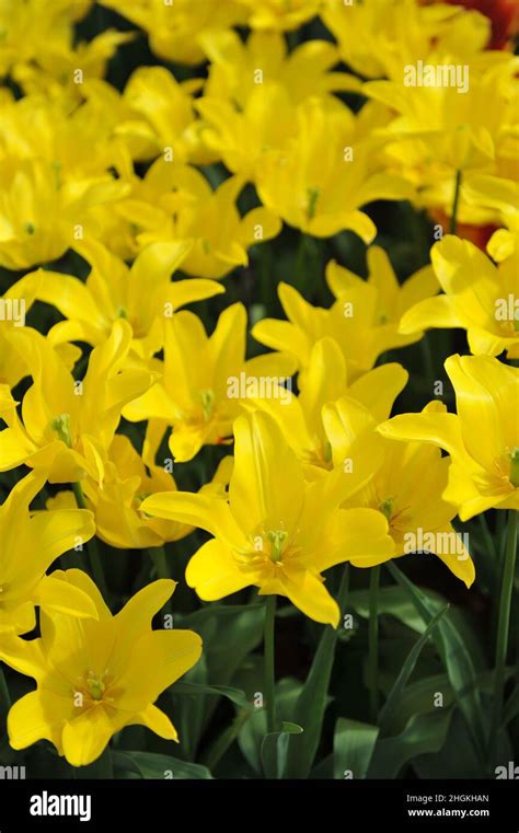 Yellow Lily Flowered Tulips Tulipa Holland Jewel Bloom In A Garden In