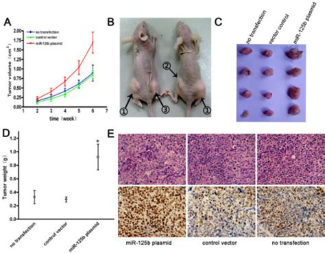 Tumorigenicity Assay In Nude Mice A Tumor Growth Curve In Nude Mice