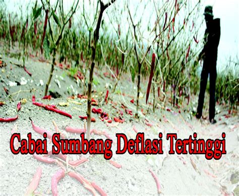 Cabai Sumbang Deflasi Tertinggi