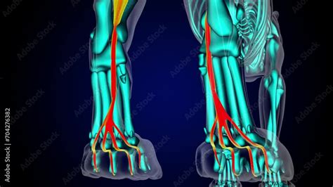 Flexor Digitorum Longus Muscle Lion Muscle Anatomy For Medical Concept