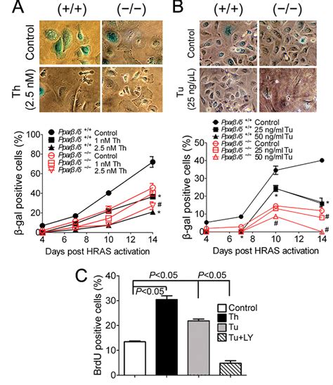 Figure 7 From The Nuclear Receptor Peroxisome Proliferator Activated