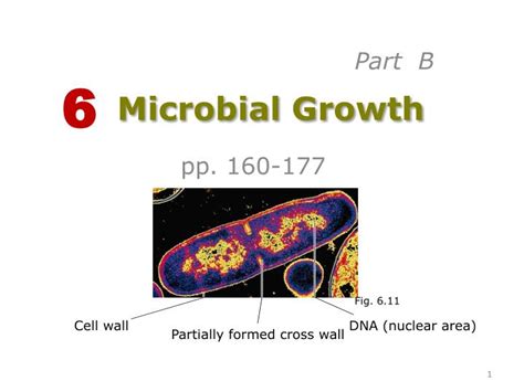 Ppt Microbial Growth Powerpoint Presentation Free Download Id464403