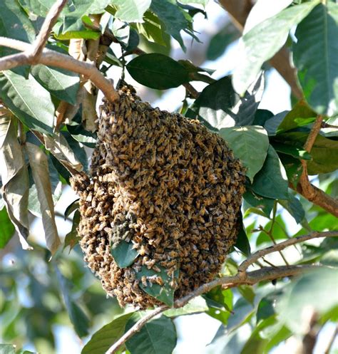 What is a honey bee swarm?