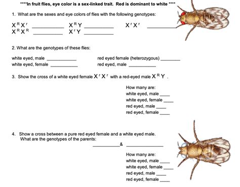 Solved In Fruit Flies Eye Color Is A Sex Linked Trait