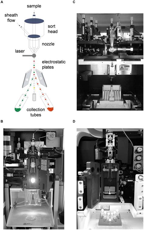 Frontiers Flow Cytometry And Cell Sorting