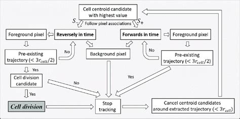 A Flow Chart For The Sequential Extraction Of Cell Trajectories And The Download Scientific