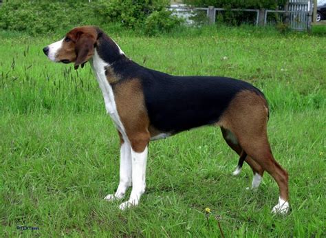 Finnish Hound Dog Breed Information Images Characteristics Health