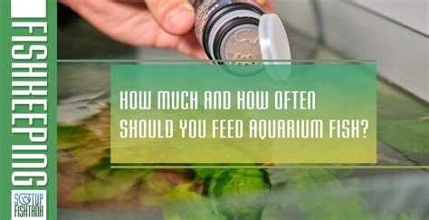 How Much And How Often Should You Feed Aquarium Fish? - Setup Fish Tank