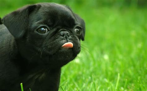 Sassy Pug With Its Tongue Out Calmcoat Cute Pugs Black Pug Puppies