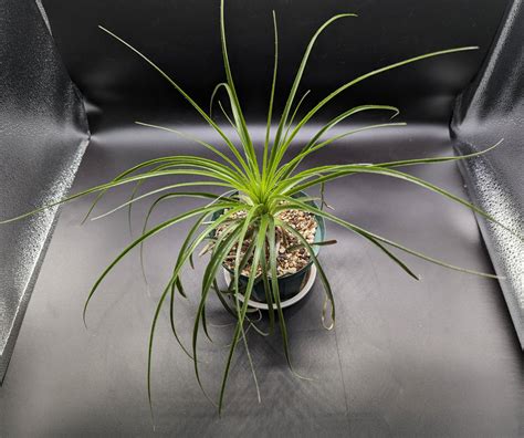 Yahoo オークション Puya alpestris プヤアルペストリス ディッキ