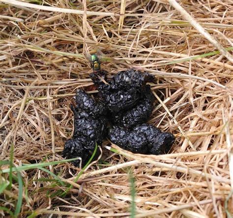 Identify Poo — Mammal Society