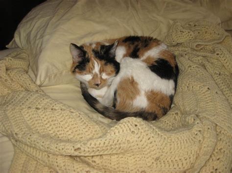 Calico Cat on bed. | 動物, 猫, ネコ