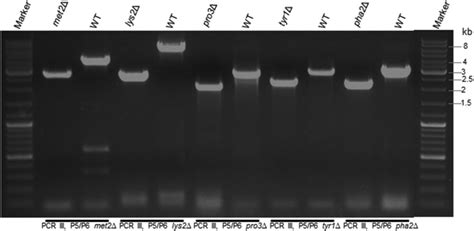 Verification Of Successful Gene Knockout By Pcr Analysis The Results