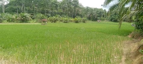 Rice Field Of Hot View In My Trip Stock Image Image Of View Rice