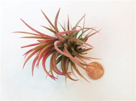 Tillandsia Ionantha