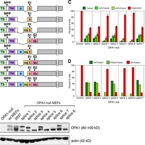 A Combination Of Long And Short Opa1 Isoforms Increases Mitochondrial