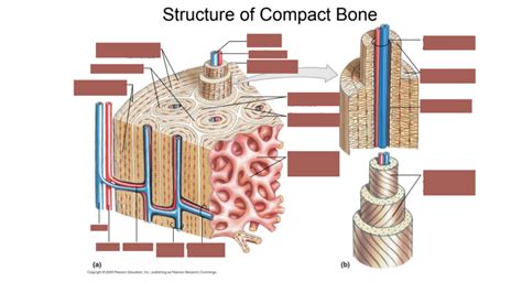 Osteon Compact Bone Diagram Quizlet