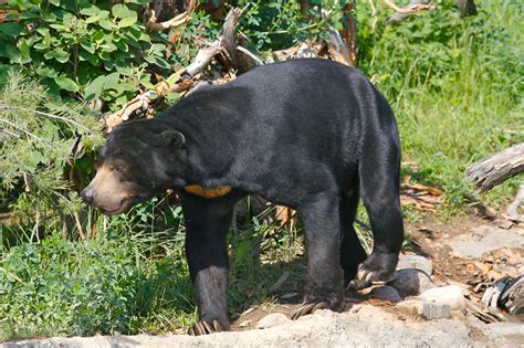 Sun Bear Wallpapers Images Photos Pictures Backgrounds