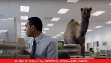 Geico Hump Day Commercial With A Camel Trends As People Go Through ...