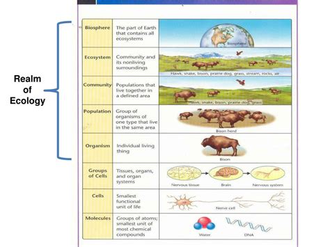 Ppt The Hierarchy Or Levels Of Biological Organization Powerpoint