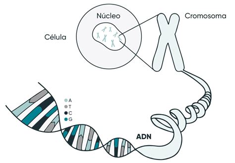 ¿qué Son Los Genes Y Cómo Se Expresan