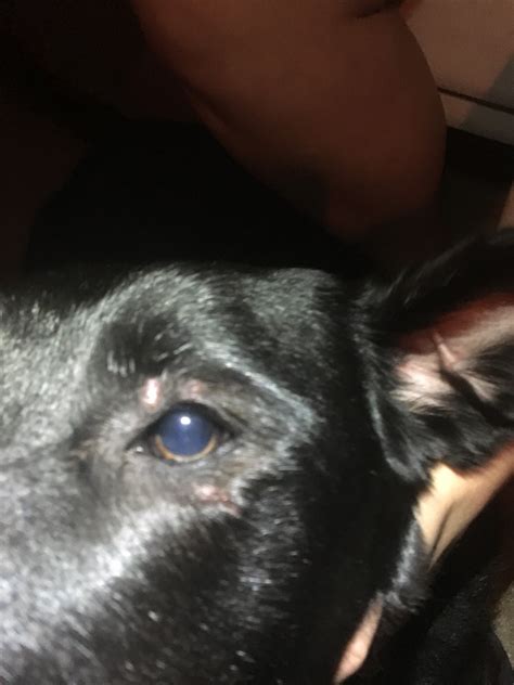 My Female Black Lab Had A Pimple Like Bump Around Her Eye Last Week