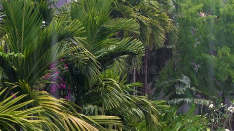 Tropical Rain Rainstorm Or Thunderstorm Raining In A Green Jungle