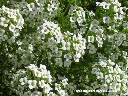 Alyssum - when to garden