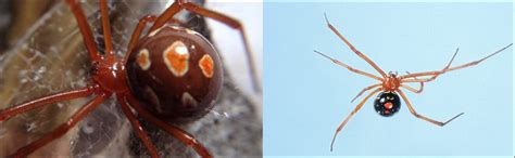 Venomous Toxic Spiders Discovered Within The Usa Theblogsites