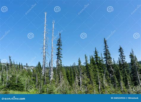 Beautiful Scenery Of Coniferous Trees With Blue Sky On A Sunny Day