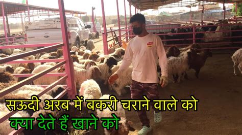 सऊदी अरब में बकरी चराने वाले को क्या देते हैं खाने को🙏 Goat Farming