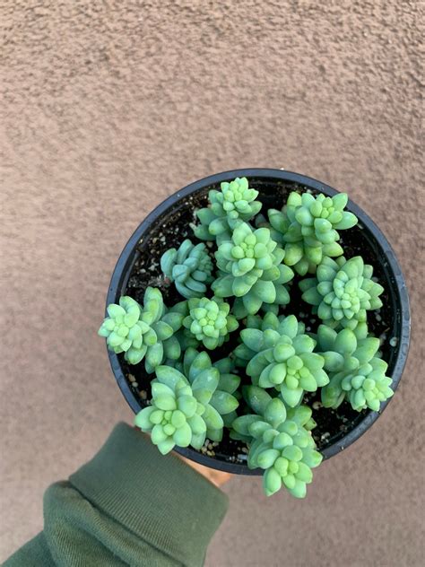 Donkey Tail Succulent Burros Tail Sedum Morganianum Etsy