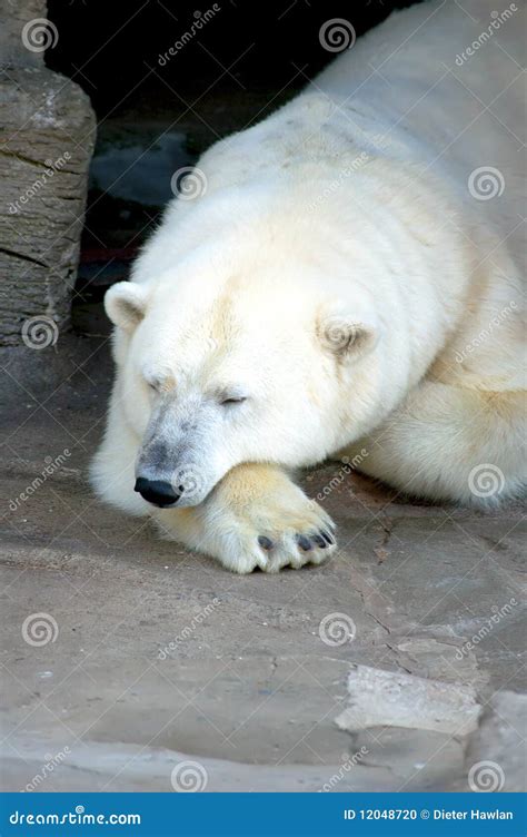 Sleeping Ice Bear Stock Photo Image 12048720