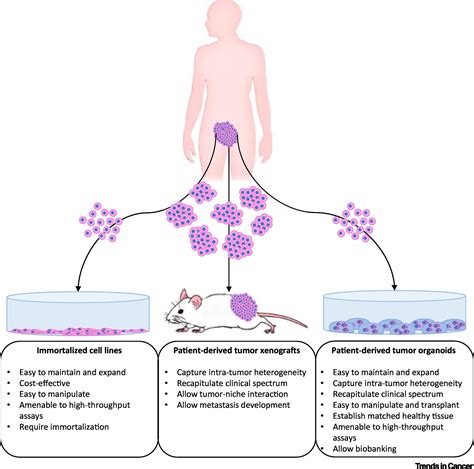 Human Derived Model Systems In Gynecological Cancer Research Trends In