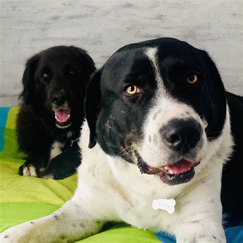 Little Black Dog, Guernsey Rescue & Adoption - A big thank you once
