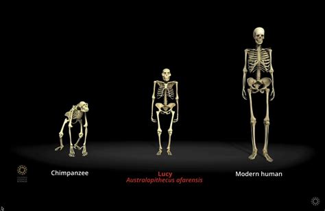 Gabriel N U On Twitter Rt Fossilhistory Giving A Lecture On