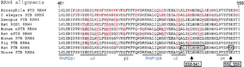 Alignment Of PTB RRM4 Sequences RRM4 Protein Sequences From PTB