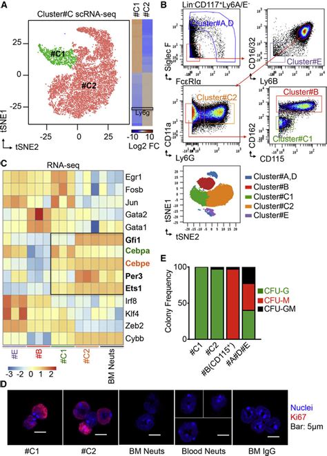 ScRNA Seq Analysis Of Cluster C Reveals Two Major Subpopulations C1