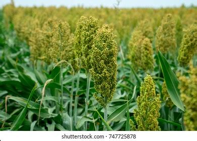 How To Grow Sorghum Sorghum Cultivation In 9 Basic Steps Basic