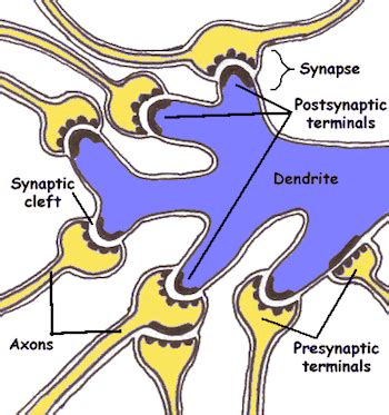 Synaptic Cleft | Definition, Function & Activity - Lesson | Study.com