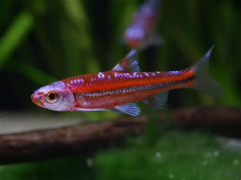 Notropis Chrosomus Rainbowshiner My Fish Aus Freude An Der