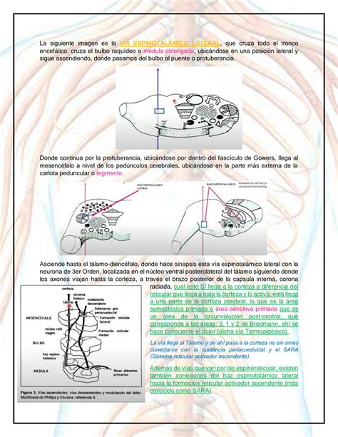 Solution Anatomia Ucsm Sistema Nervioso Fase Studypool