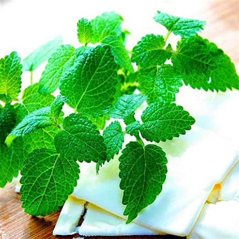 Lemon Mint Seeds potted herb edible seeds four seasons plant it in ...