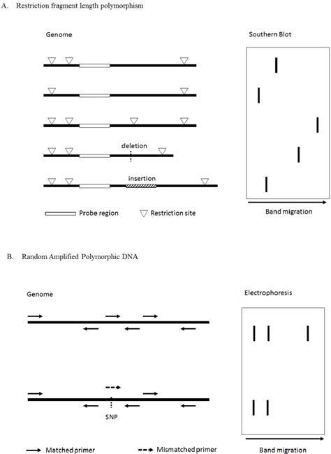 Principles Of Restriction Fragment Length Polymorphisms A And Random Download Scientific