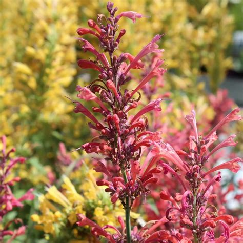 Duftnessel Agastache Aurantiaca Kudos Coral Zulauf Gartencenter