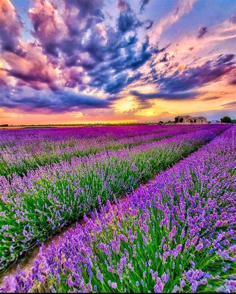 Alpha Moving And Storage On Instagram “lavender Fields 💜” Пейзажи