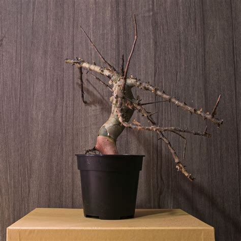 Commiphora Holtzania Furniture Home Living Gardening Plants