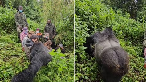 Gorilla comes extremely close to tourists exploring jungle. Watch hair ...