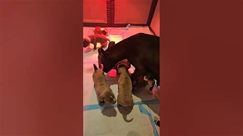 Mama Bear Feeding Her Pups Youtube