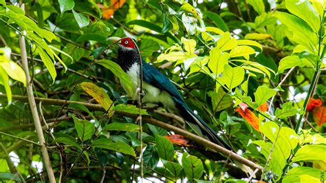 Endemic Birds of Sri Lanka